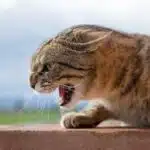 Réagir face à un chat agressif : conseils pour apaiser les tensions