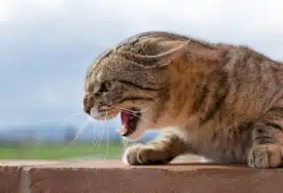 Réagir face à un chat agressif : conseils pour apaiser les tensions