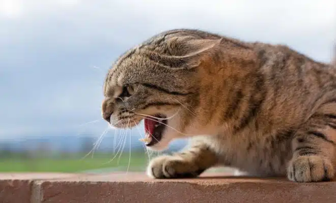 Réagir face à un chat agressif : conseils pour apaiser les tensions