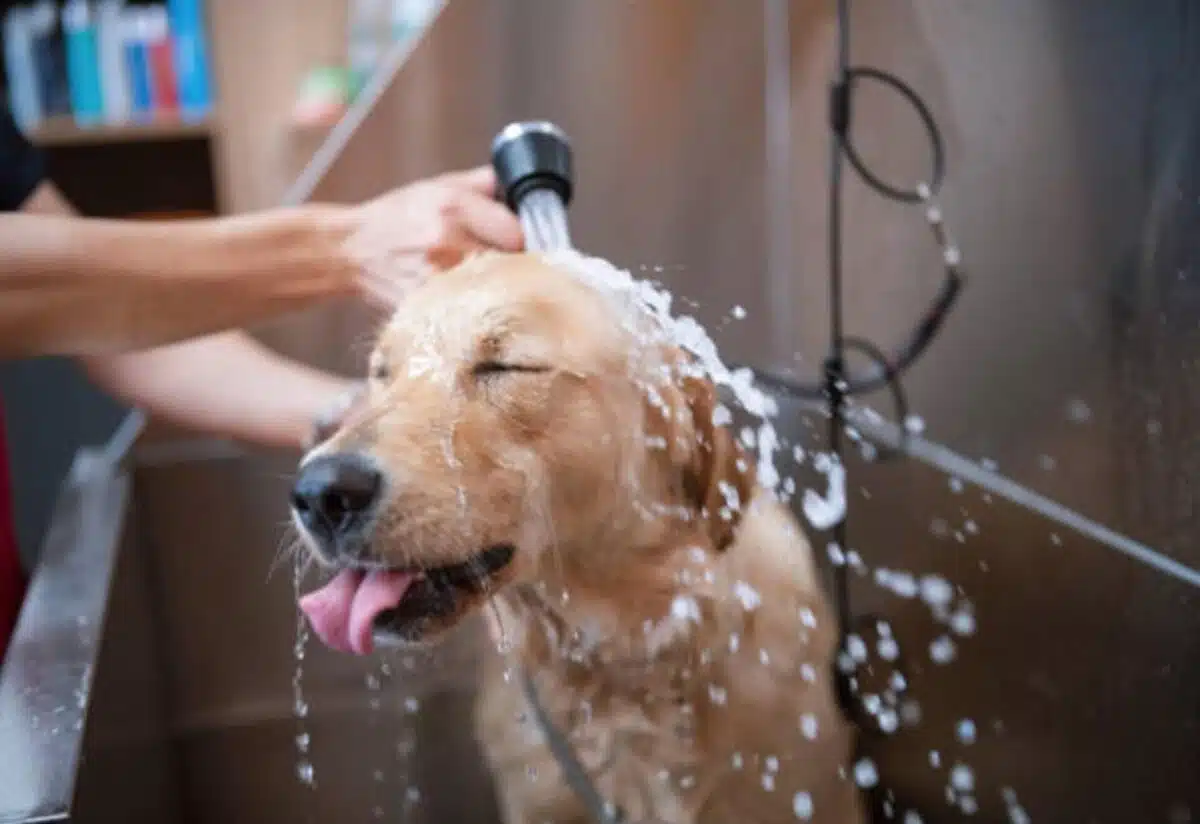 Trouver un salon de toilettage pour chiens à proximité : conseils