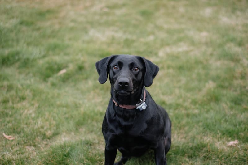 Un labrador