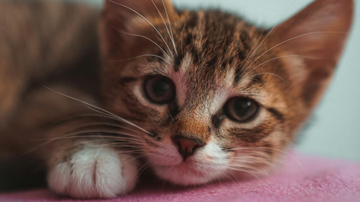 Adoptez un animal de compagnie : découvrez la joie d'un nouvel ami !