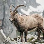 Bouquetin mâle aux grandes cornes recourbées sur un rocher dans un parc animalier de Savoie avec paysage alpin enneigé en arrière-plan