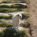 chat absent 1