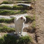 chat absent 1