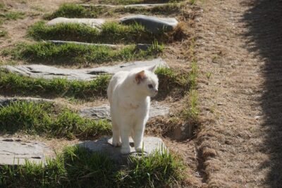 chat absent 1