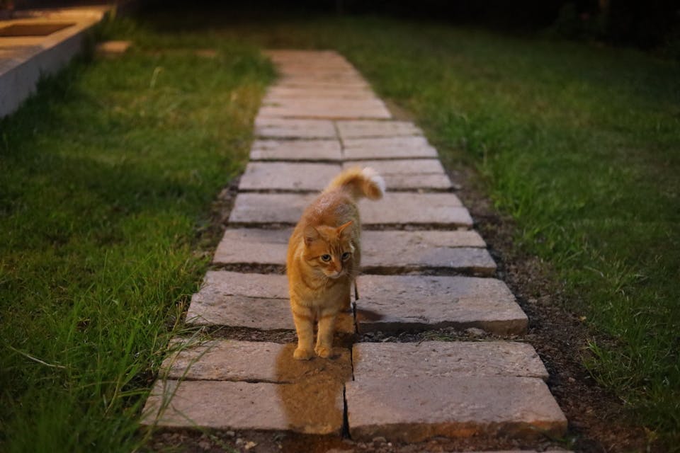 chat absent 2
