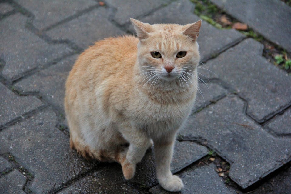 chat absent 3
