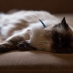 chat triste 1
