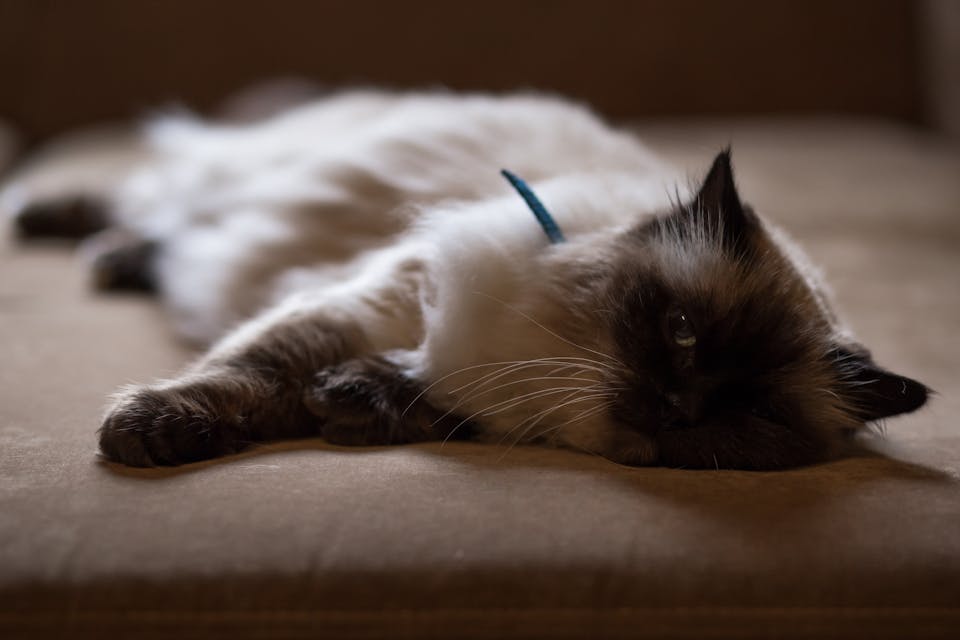 chat triste 1