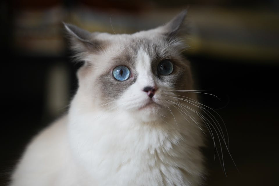 chat triste 2