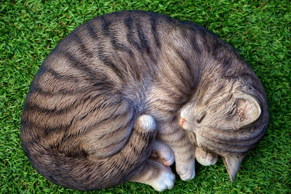 chat triste 3