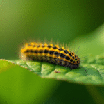 Chenille jaune et noire sur une feuille verte en extérieur