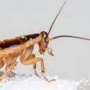 Comment éliminer les cafards et les blattes ?