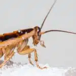 Comment éliminer les cafards et les blattes ?