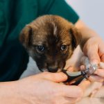 Comment préparer la première consultation vétérinaire de votre chiot ?