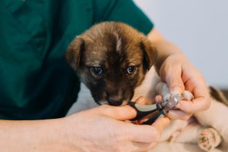 Comment préparer la première consultation vétérinaire de votre chiot ?