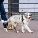 Comment trouver les meilleurs accessoires de promenade pour votre chien ?