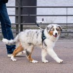 Comment trouver les meilleurs accessoires de promenade pour votre chien ?