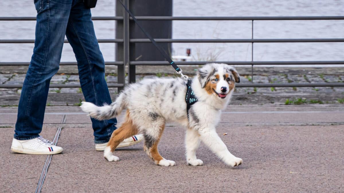 Comment trouver les meilleurs accessoires de promenade pour votre chien ?