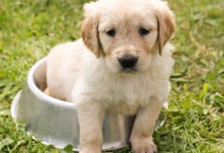 Croquettes pour chiot : pourquoi et comment les choisir ?
