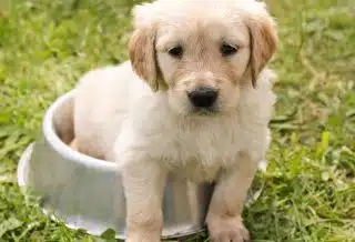 Croquettes pour chiot : pourquoi et comment les choisir ?