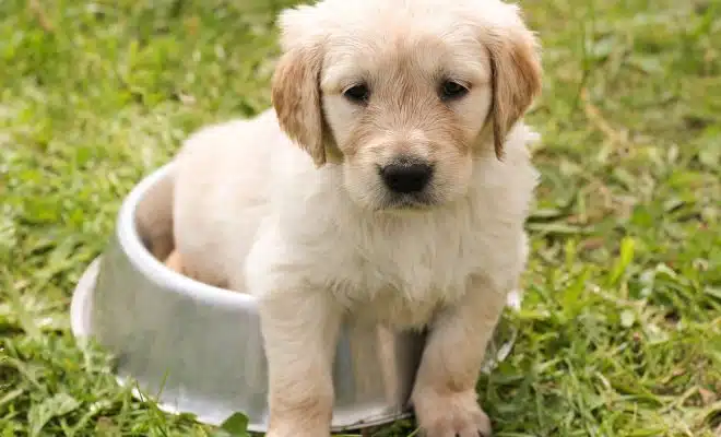 Croquettes pour chiot : pourquoi et comment les choisir ?