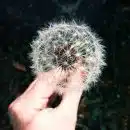 person holding white dandelion flower