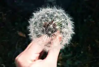 person holding white dandelion flower