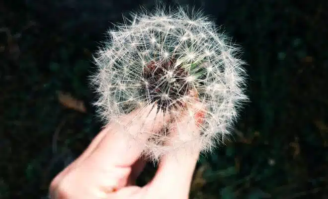 person holding white dandelion flower