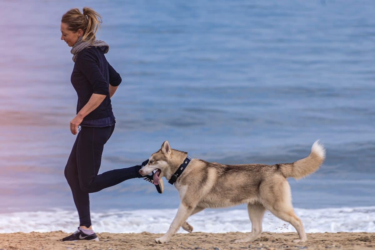 Les sports canins : agilité, canicross et autres activités à pratiquer avec votre chien