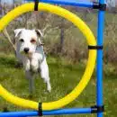 Les sports canins : agilité, canicross et autres activités à pratiquer avec votre chien