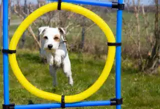 Les sports canins : agilité, canicross et autres activités à pratiquer avec votre chien