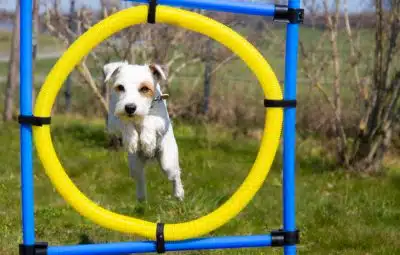 Les sports canins : agilité, canicross et autres activités à pratiquer avec votre chien