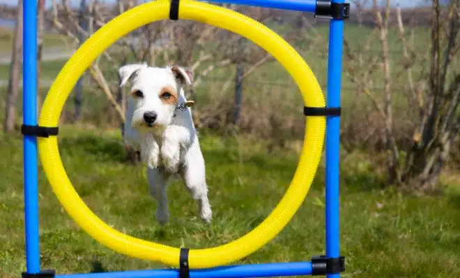 Les sports canins : agilité, canicross et autres activités à pratiquer avec votre chien