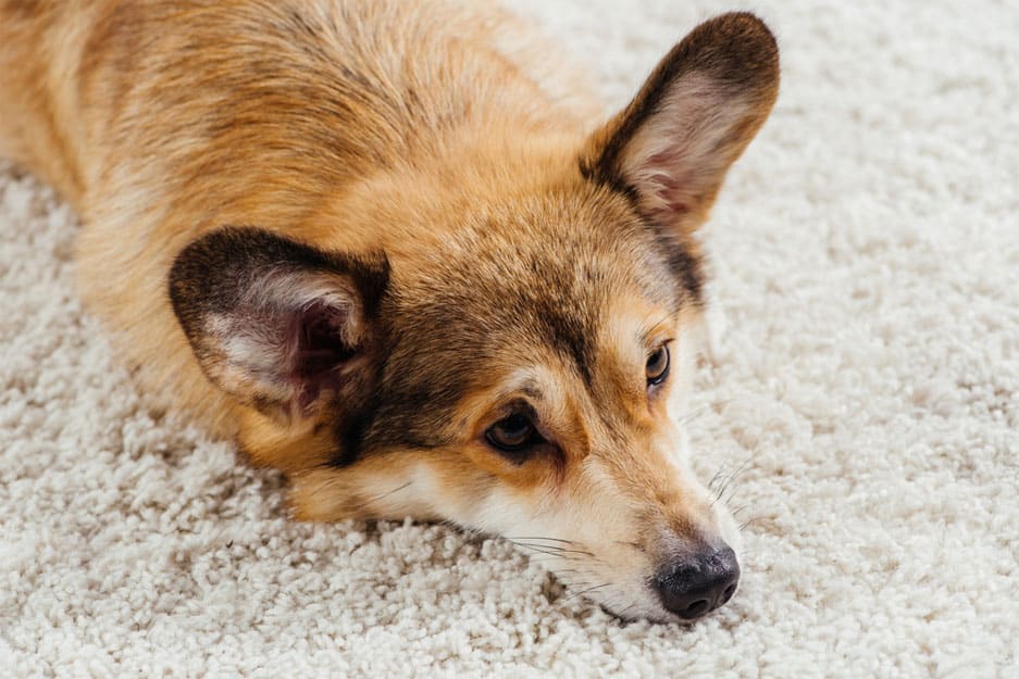 Comment traiter un lipome chez le chien ? Animaloo