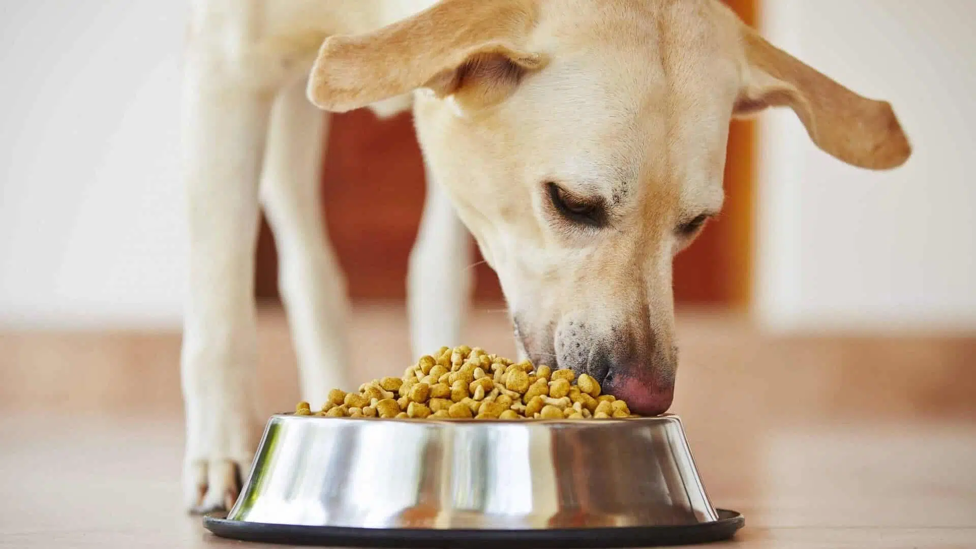 croquettes pour un chien obèse