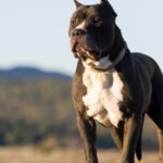 Pourquoi souscrire une assurance pour votre chien dangereux est essentiel ?