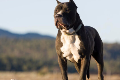 Pourquoi souscrire une assurance pour votre chien dangereux est essentiel ?