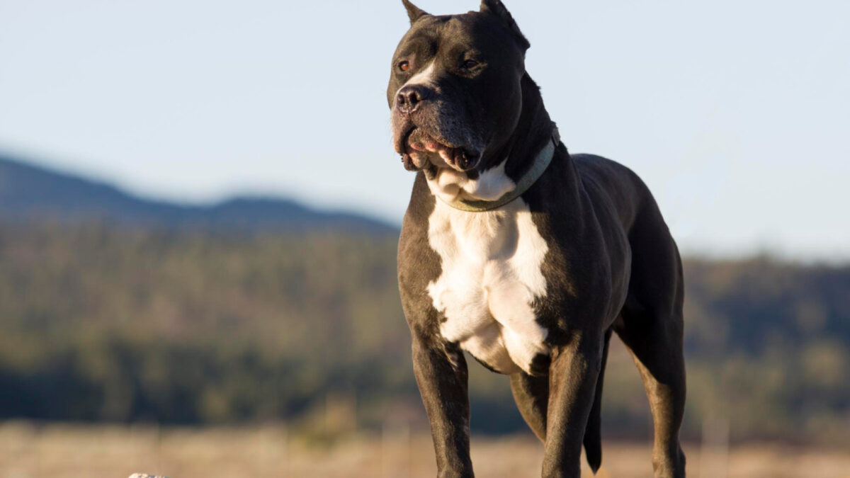 Pourquoi souscrire une assurance pour votre chien dangereux est essentiel ?