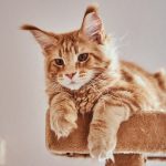 Quelle brosse utiliser pour un Maine Coon à poils longs ?