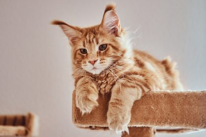 Quelle brosse utiliser pour un Maine Coon à poils longs ?